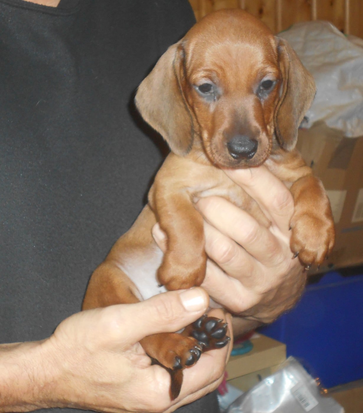 mâle 2 collier VERT