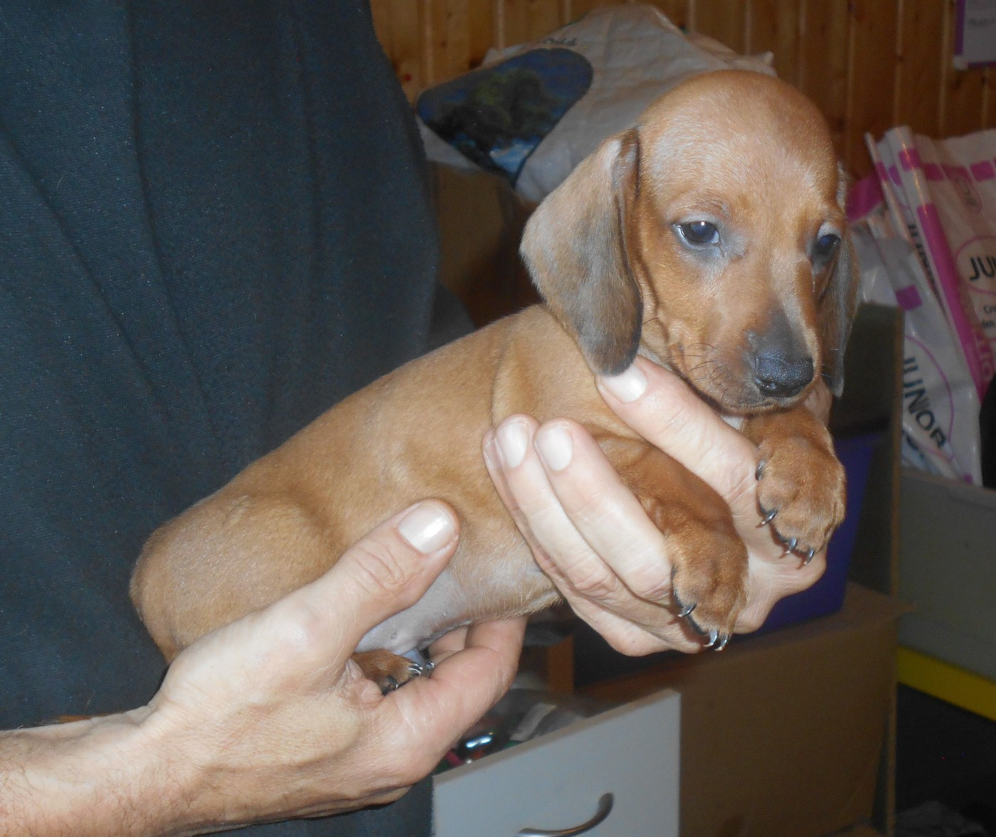 Mâle 3 collier ROUGE