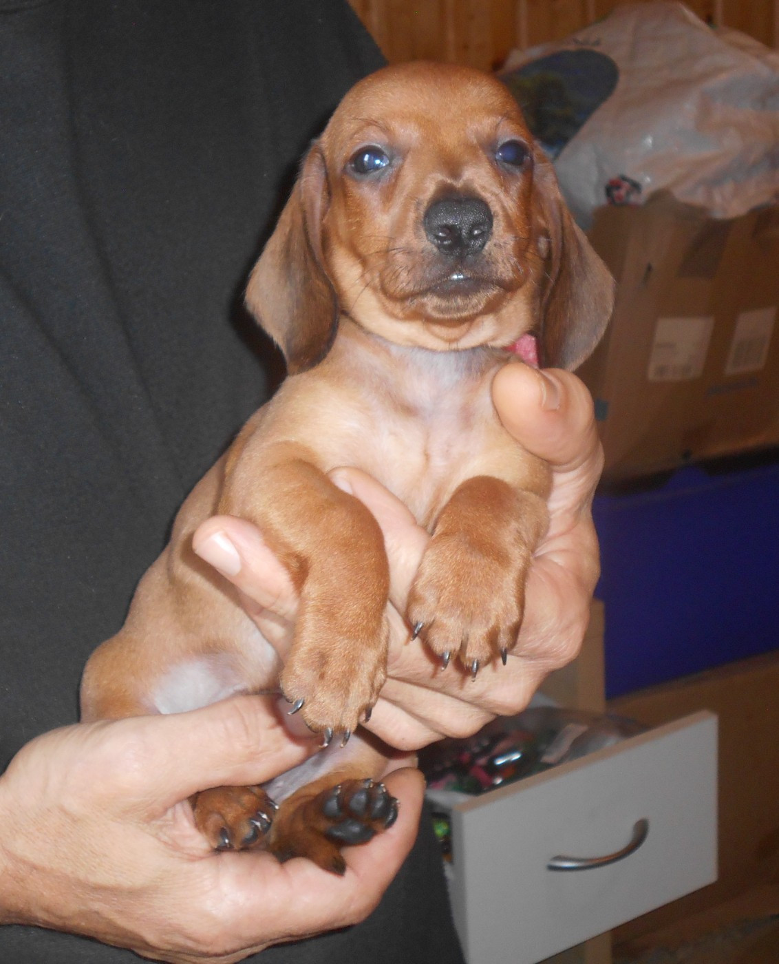 Mâle 3 collier ROUGE