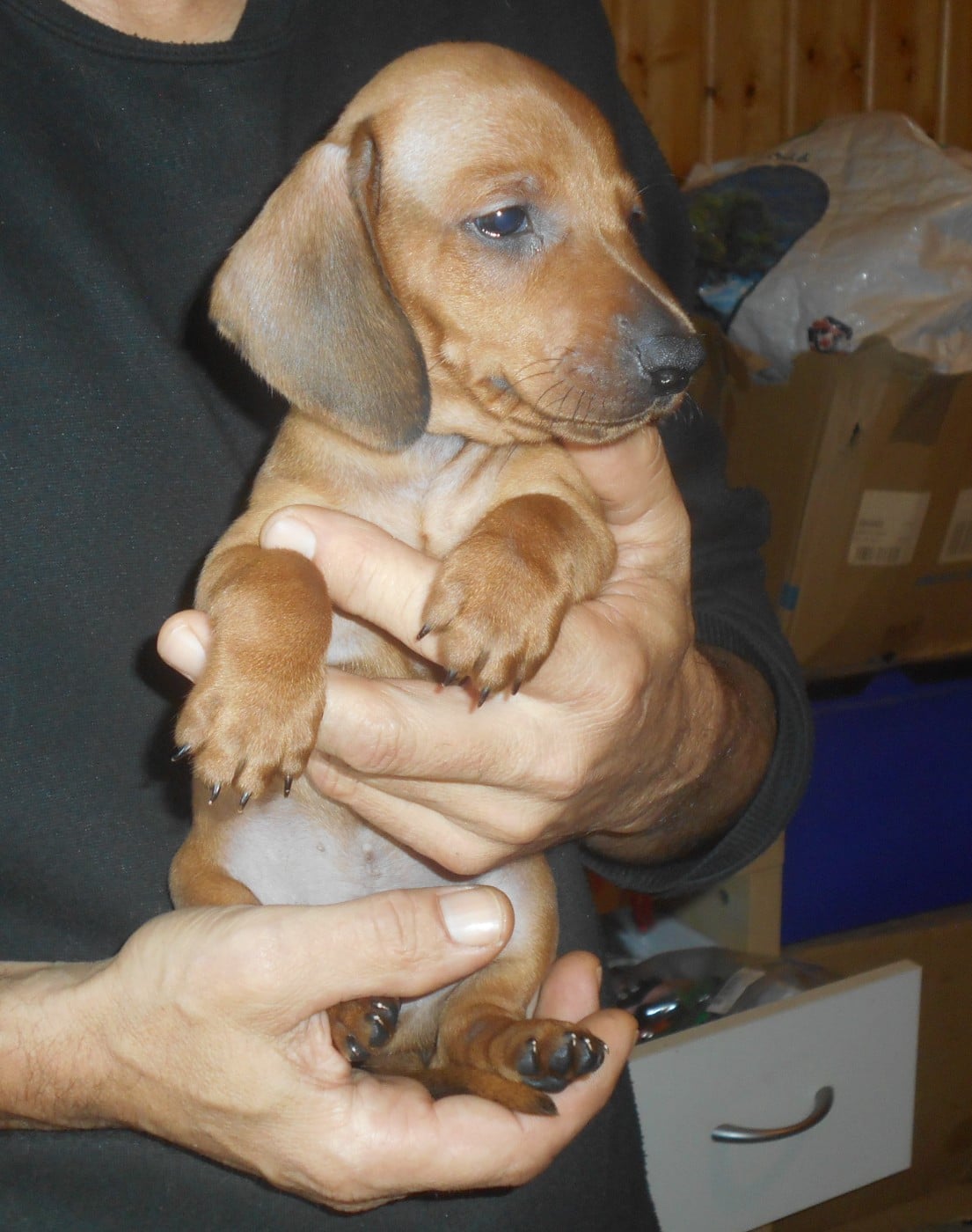 Mâle 3 collier ROUGE