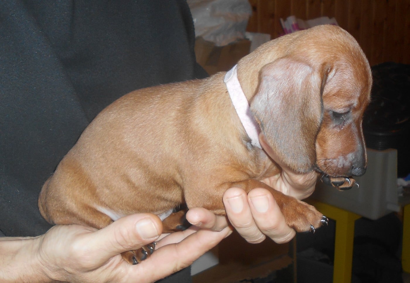 Femelle 1 collier ROSE