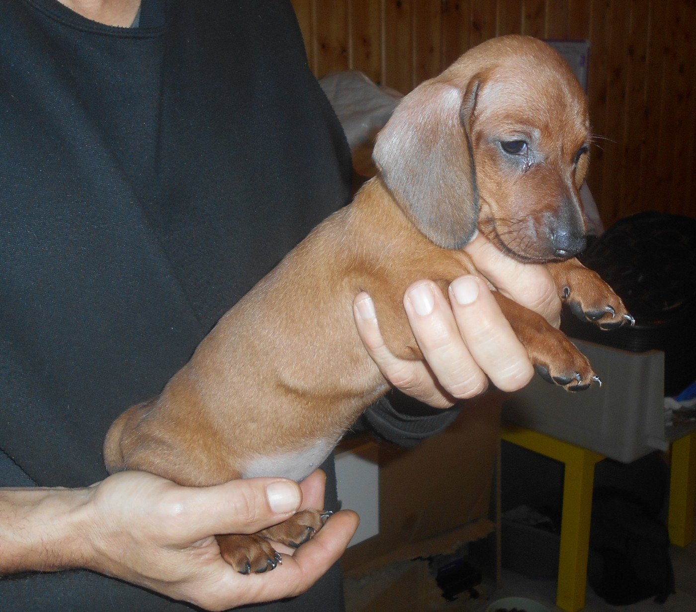 Femelle 1 collier ROSE