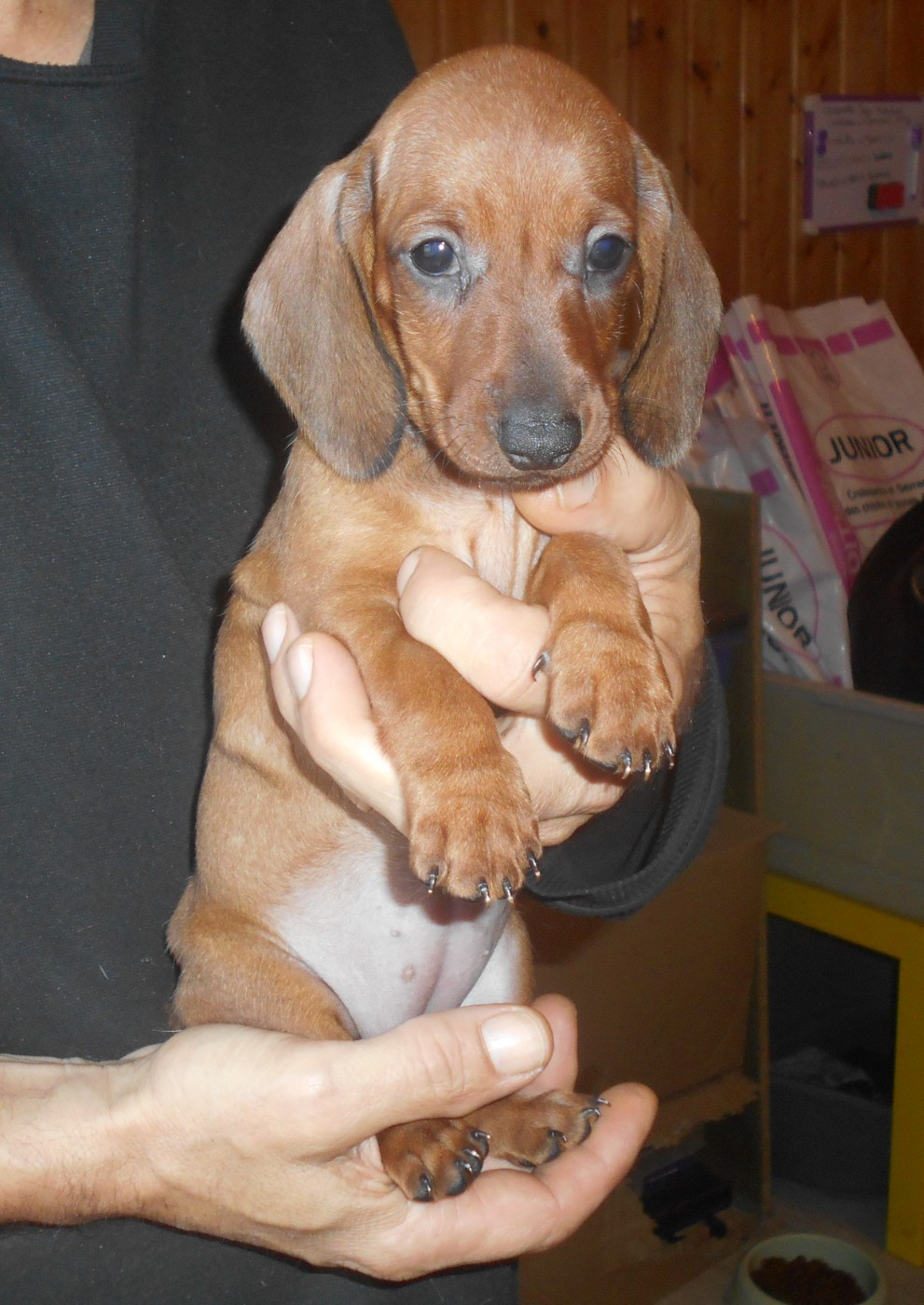 Femelle 1 collier ROSE