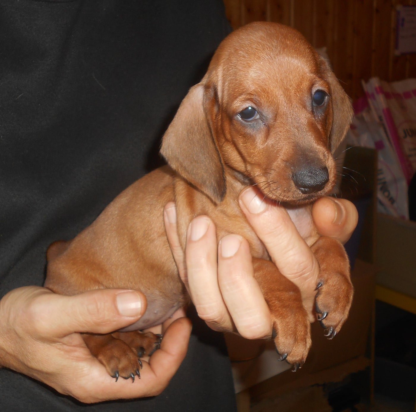 Femelle 2 collier ORANGE