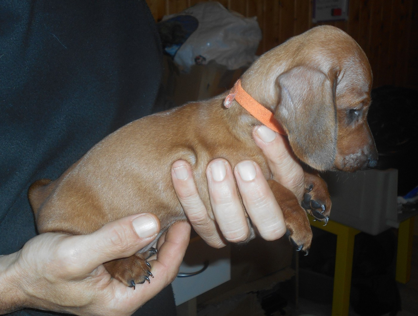 Femelle 2 collier ORANGE