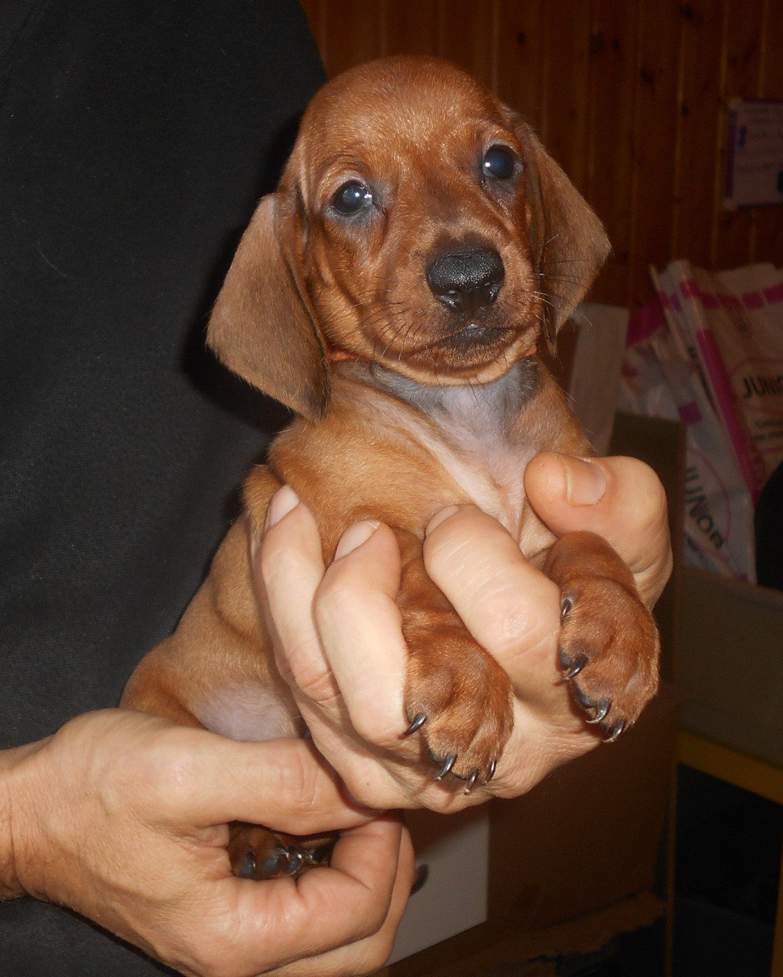 Femelle 2 collier ORANGE