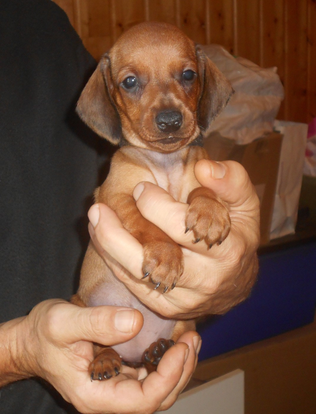 Femelle 3 collier NOIR