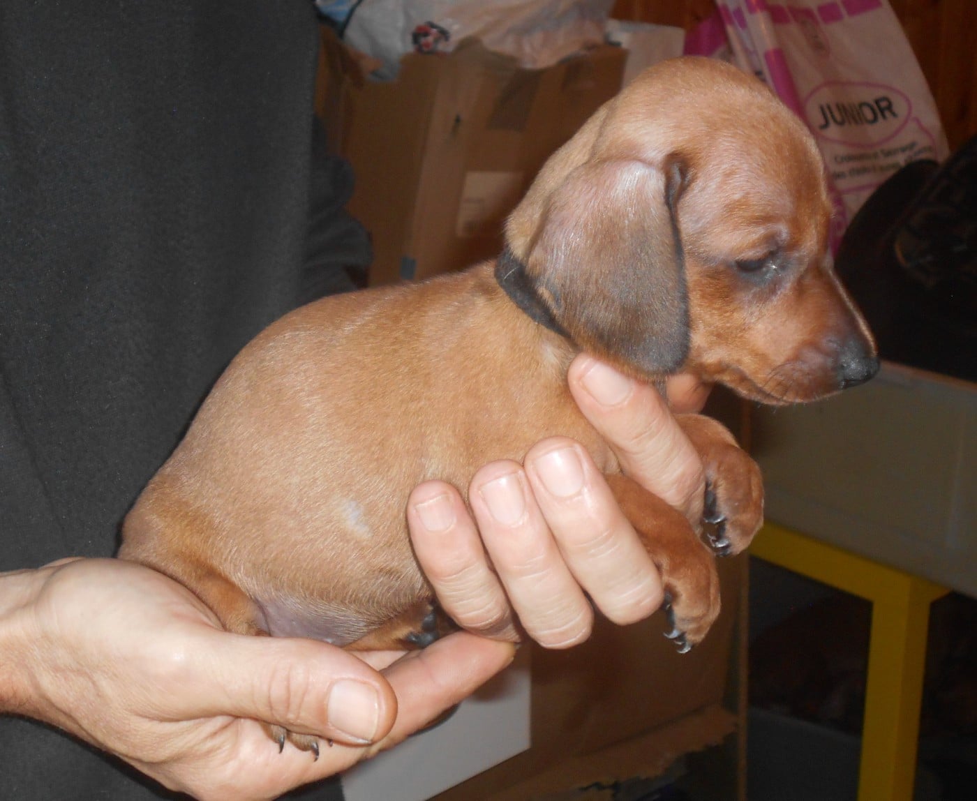 Femelle 3 collier NOIR