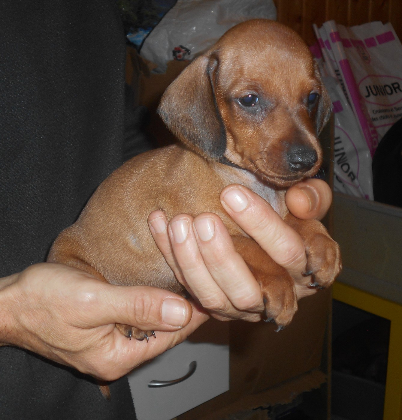 Femelle 3 collier NOIR