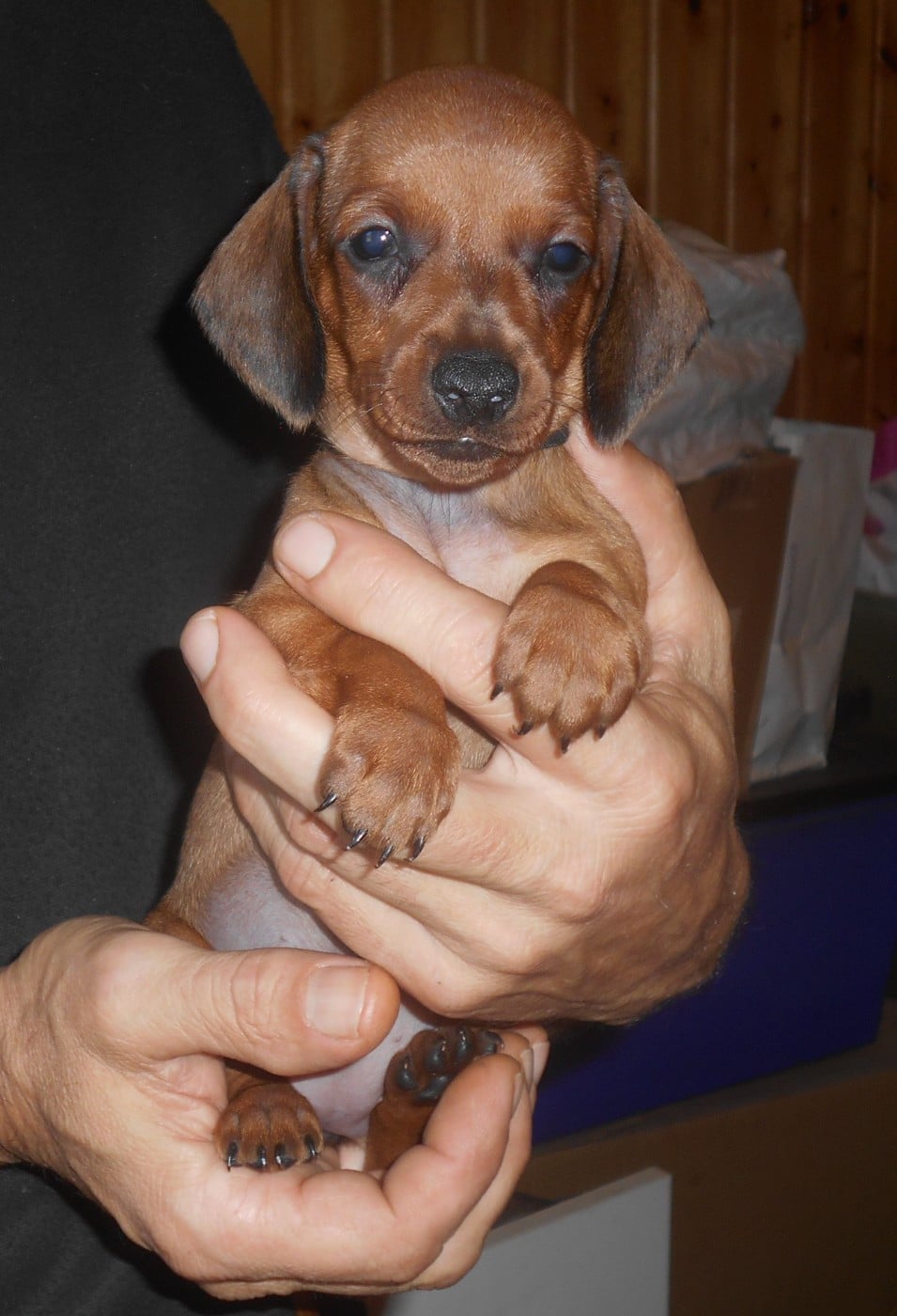 Femelle 3 collier NOIR