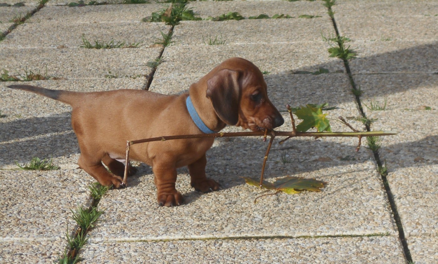 AZKABAN-collier BLEU