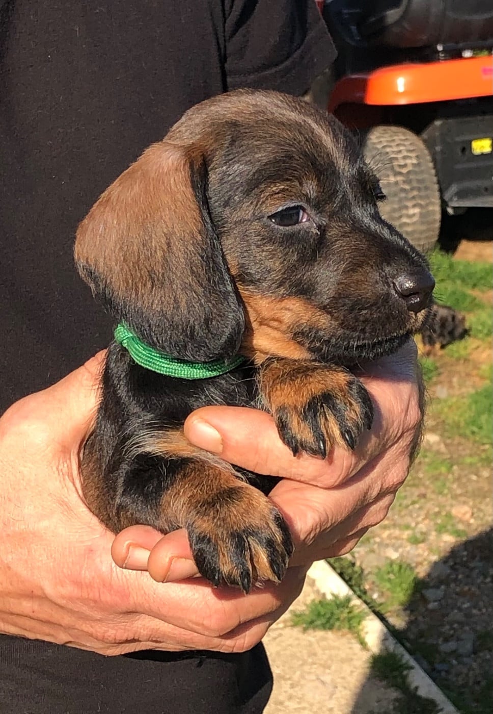 Mâle 1/collier VERT