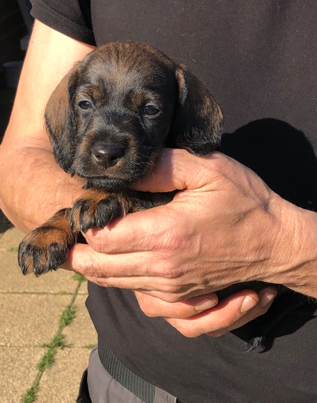 Mâle 1/collier VERT