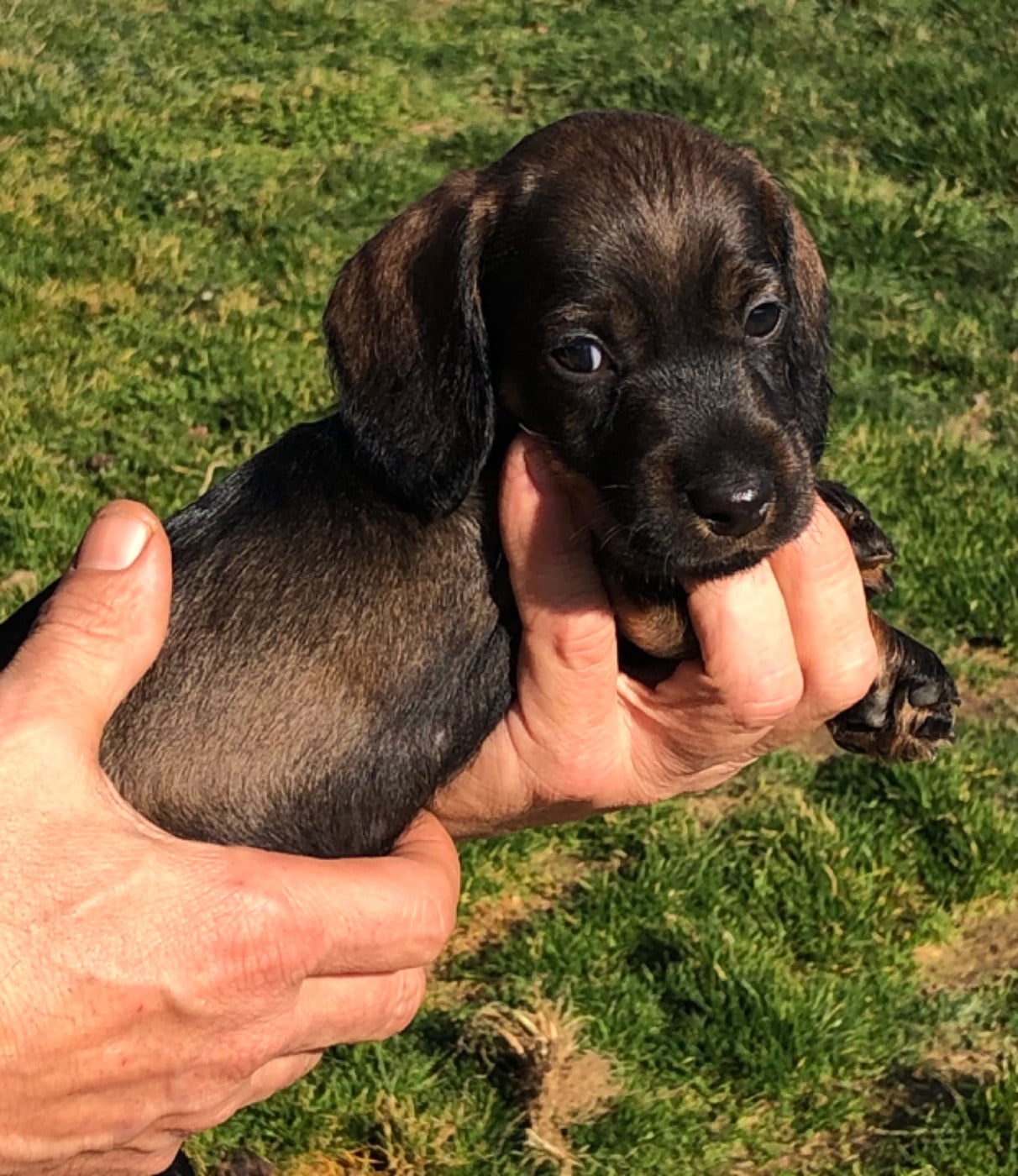 Mâle 1/collier VERT