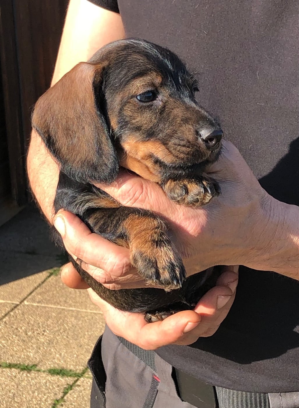 Mâle 2/collier BLEU