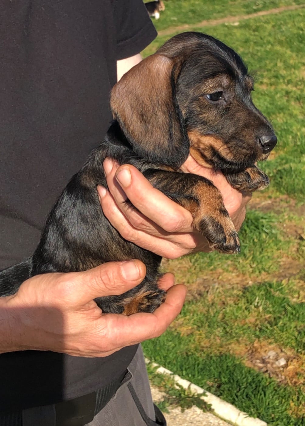 Mâle 2/collier BLEU