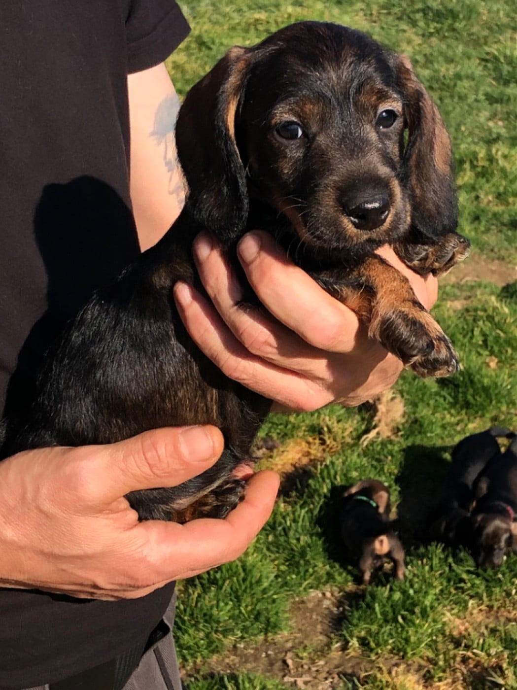 Mâle 2/collier BLEU