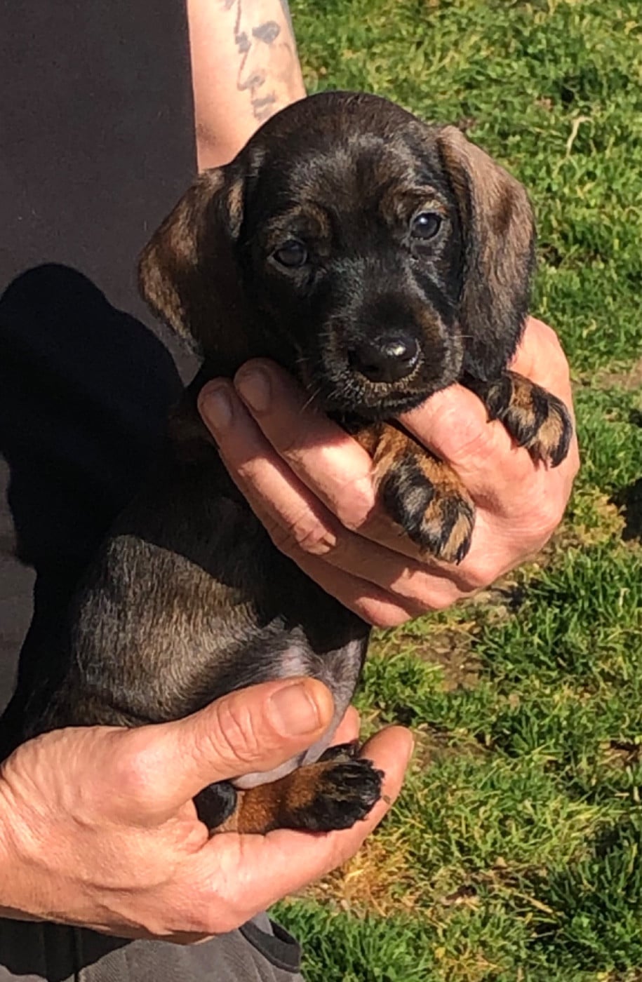 femelle 1/collier ROUGE