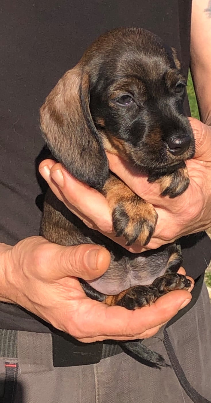 femelle 1/collier ROUGE