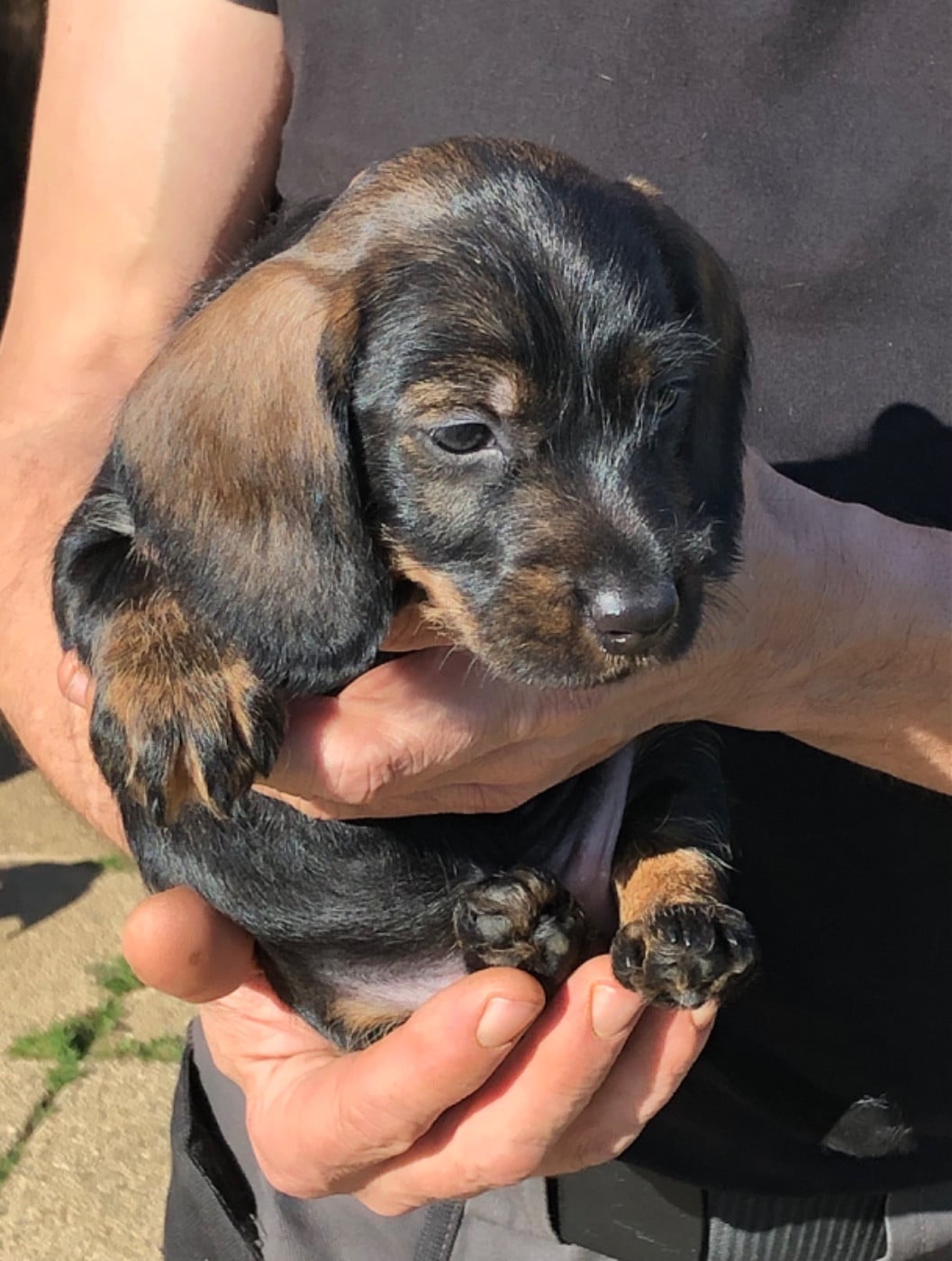 Femelle 2/collier ROSE