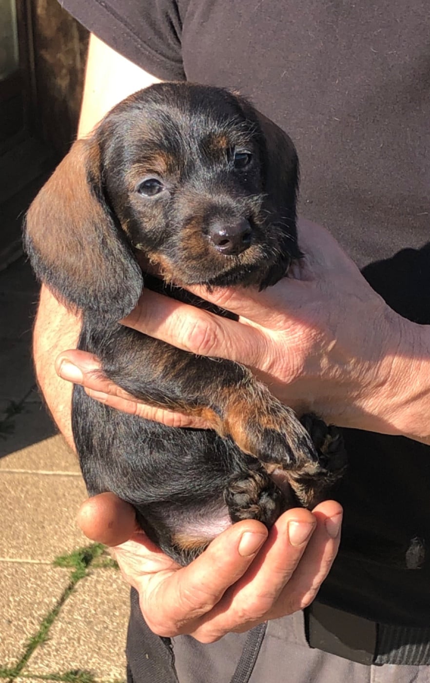 Femelle 2/collier ROSE