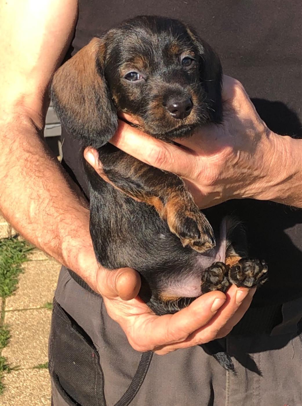 Femelle 2/collier ROSE