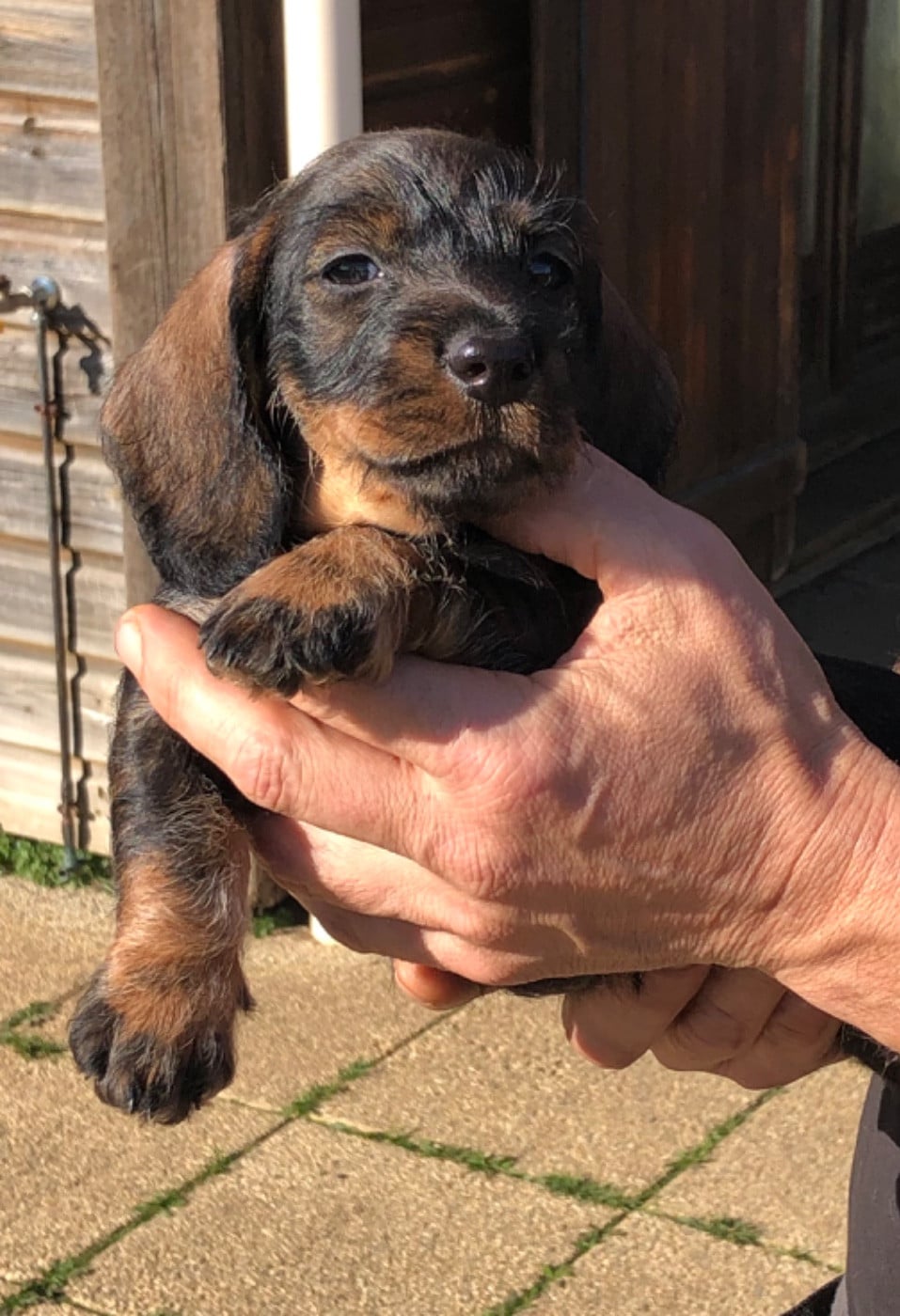 Femelle 3/collier BLANC