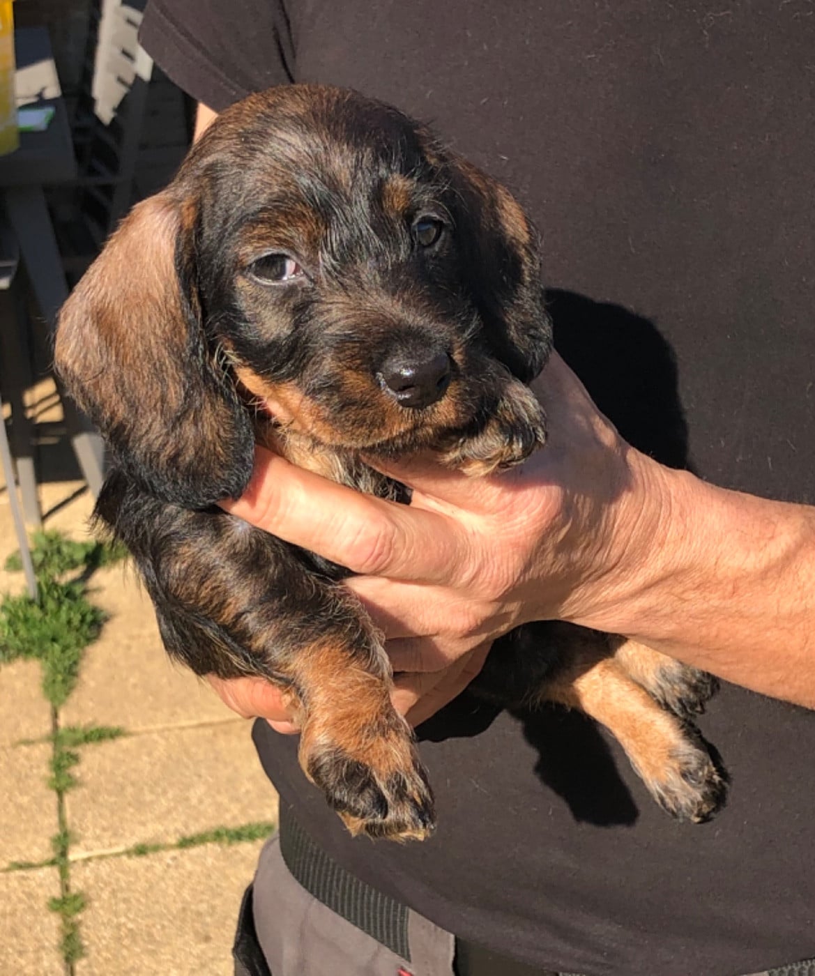Femelle 3/collier BLANC