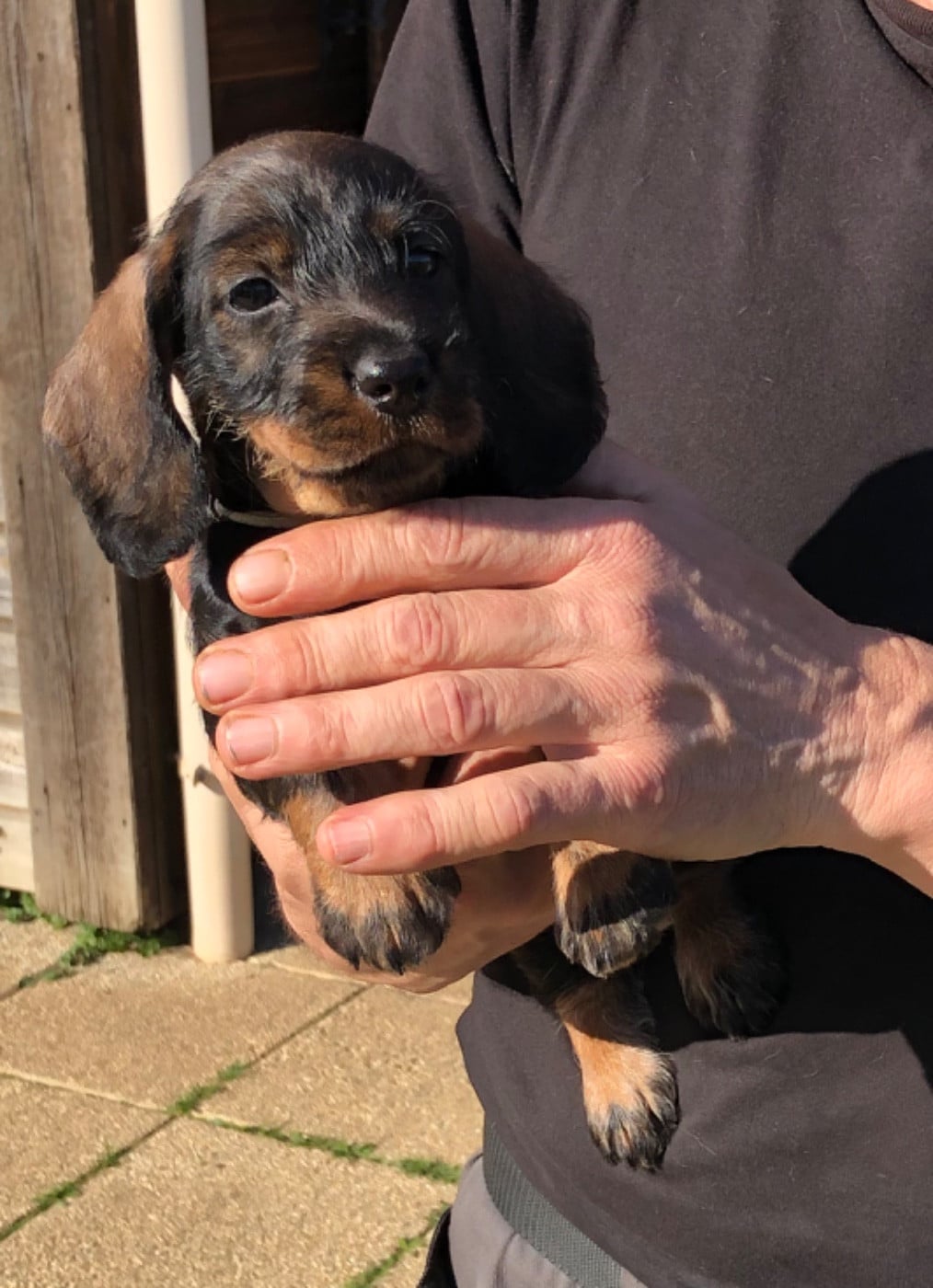 Femelle 3/collier BLANC