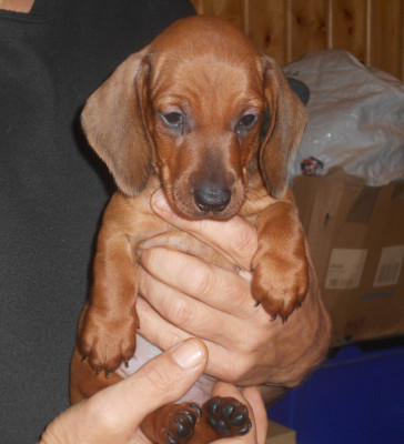 Les chiots de Teckel poil ras