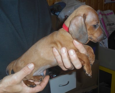 Les chiots de Teckel poil ras