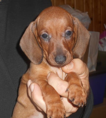 Les chiots de Teckel poil ras