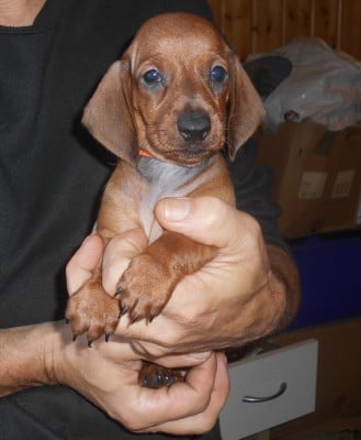 Les chiots de Teckel poil ras