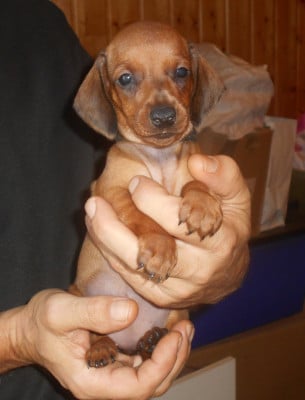 Les chiots de Teckel poil ras