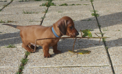 Les chiots de Teckel poil ras