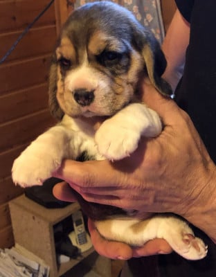 Les chiots de Beagle