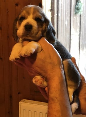 Les chiots de Beagle