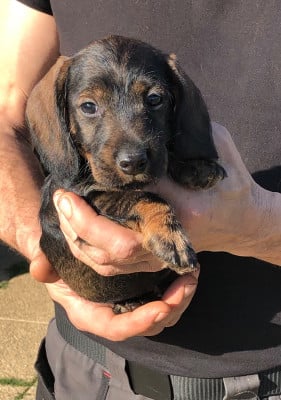 Les chiots de Teckel poil dur