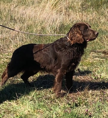 Les chiots de Chien d'Oysel allemand