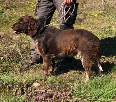 Les chiots de Chien d'Oysel allemand