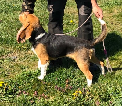 Les chiots de Beagle