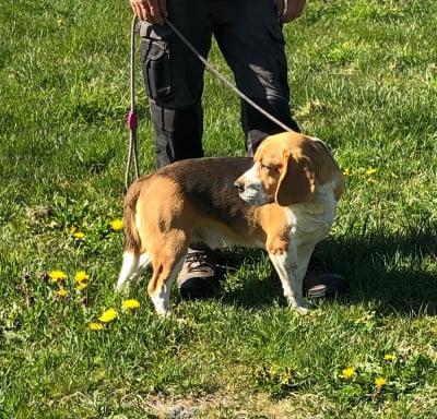 Les chiots de Beagle