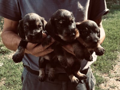 Les chiots de Teckel poil dur