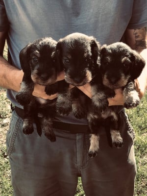 Les chiots de Teckel poil dur