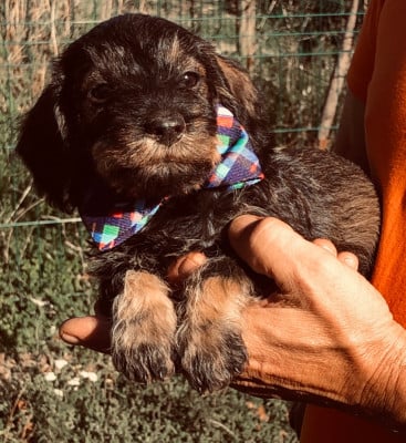 Les chiots de Teckel poil dur