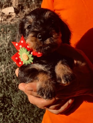 Les chiots de Teckel poil dur