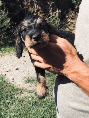 Les chiots de Teckel poil dur