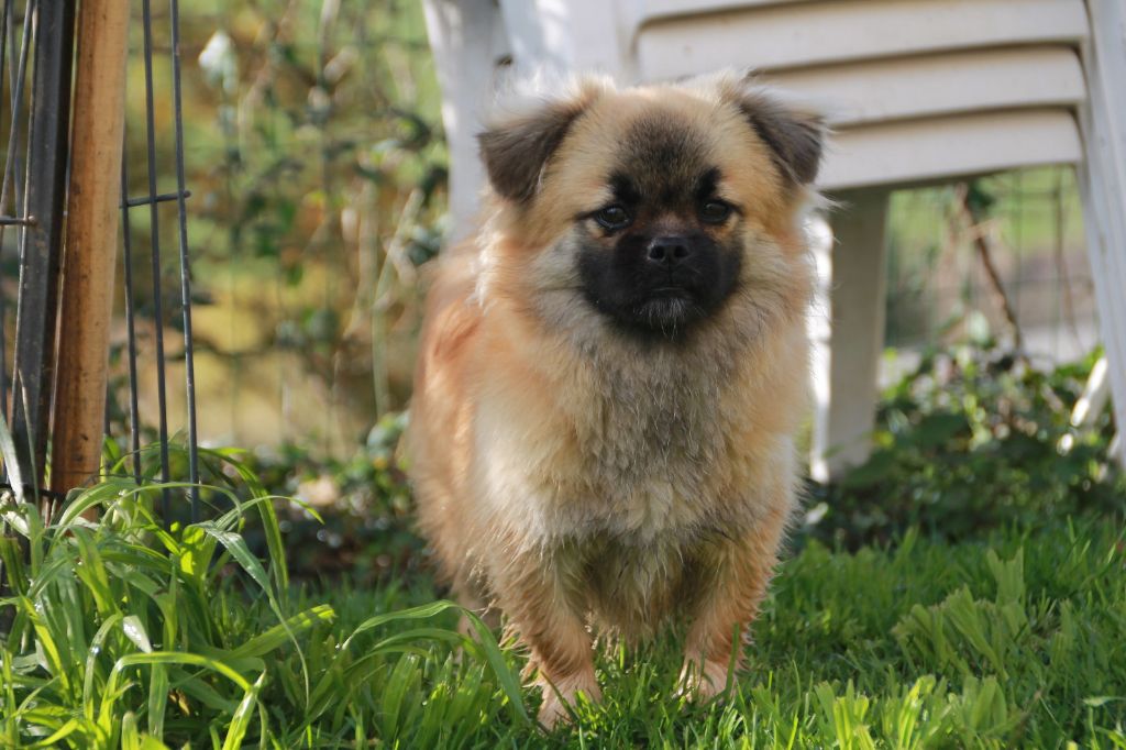 Atchoum du Rêve des Joyaux
