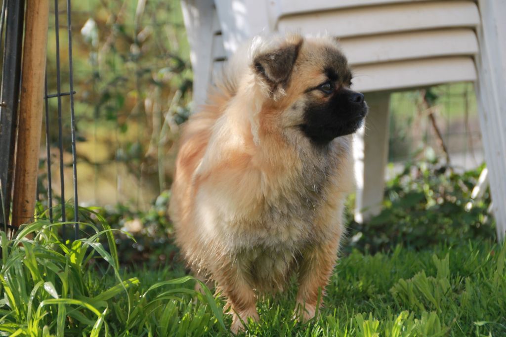 Atchoum du Rêve des Joyaux