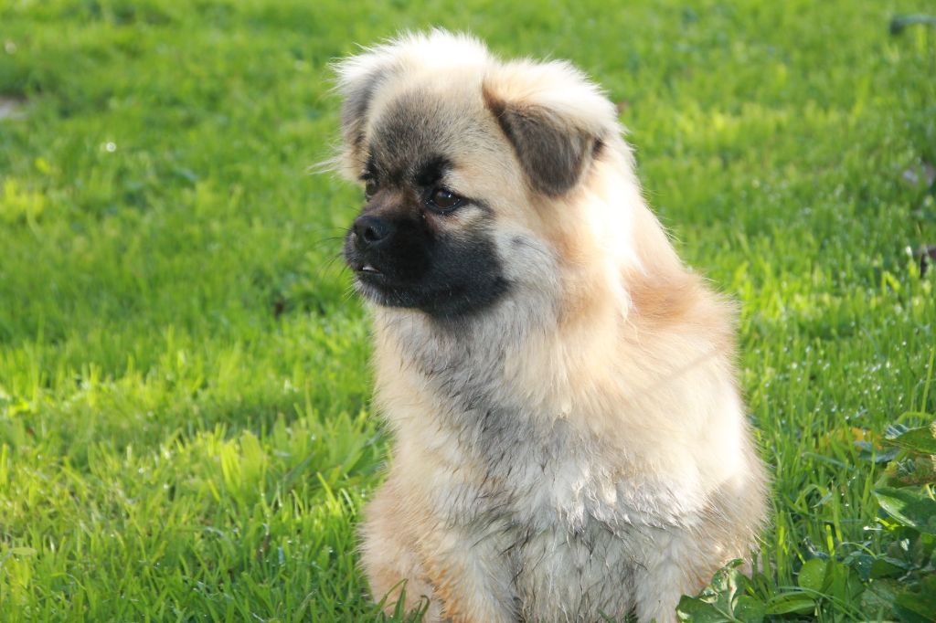 Atchoum du Rêve des Joyaux